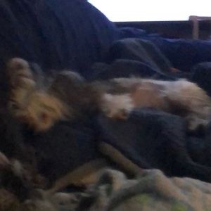 Meet your Posher, Lish